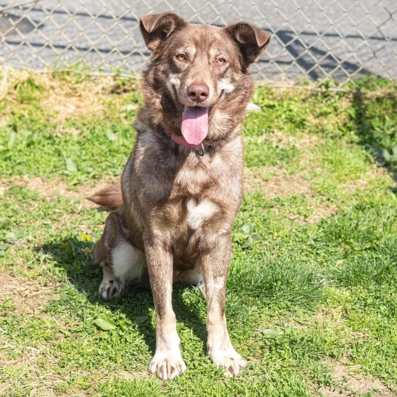 Stella