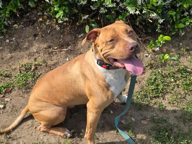 An adult medium-sized male American Staffordshire Terrier dog named Odie for adoption in Ocala, FL