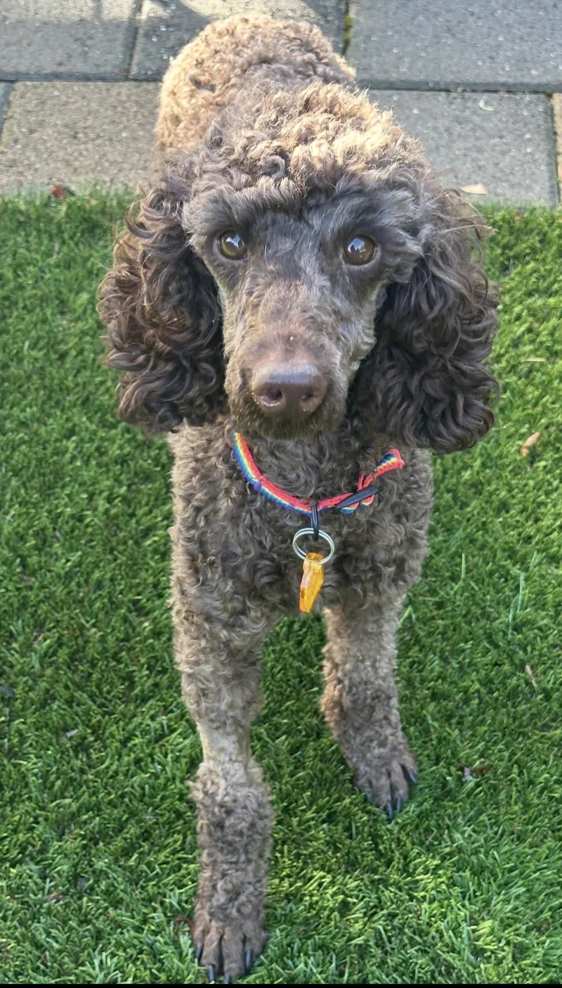 An adult small-sized male Brown / Chocolate Miniature Poodle dog named Enzzo for adoption in Beaverton, OR