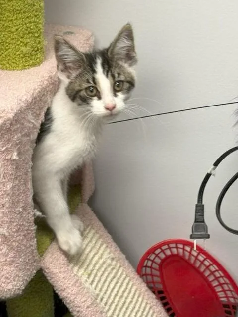A baby medium-sized male Domestic Short Hair cat named Stinkbug for adoption in Lancaster, PA