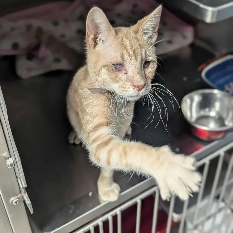A young medium-sized male Buff / Tan / Fawn Domestic Short Hair cat named Bingo Houston for adoption in Denver, CO