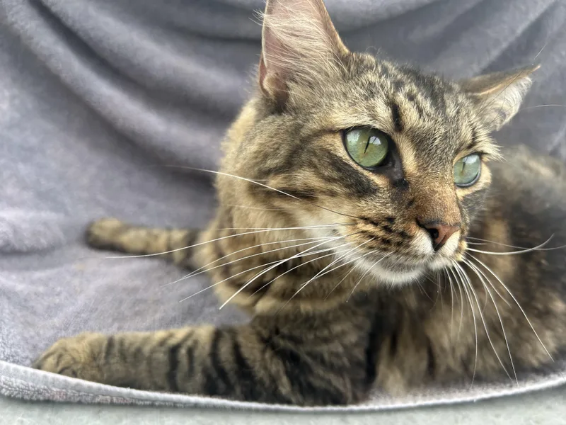 An adult large-sized male Tabby (Brown / Chocolate) Maine Coon cat named Elliot for adoption in Humble, TX