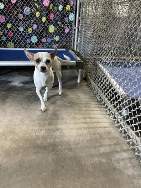 An adult small-sized male Chihuahua dog named Tito for adoption in Victorville, CA