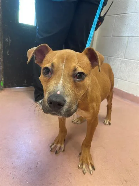 A young small-sized male Mixed Breed dog named Smooch for adoption in Columbia, SC