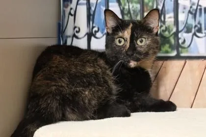 An adult medium-sized female Domestic Short Hair cat named Karma for adoption in West Chester, PA