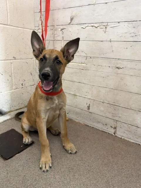 A baby small-sized male German Shepherd Dog dog named Cliff for adoption in San Bernardino, CA