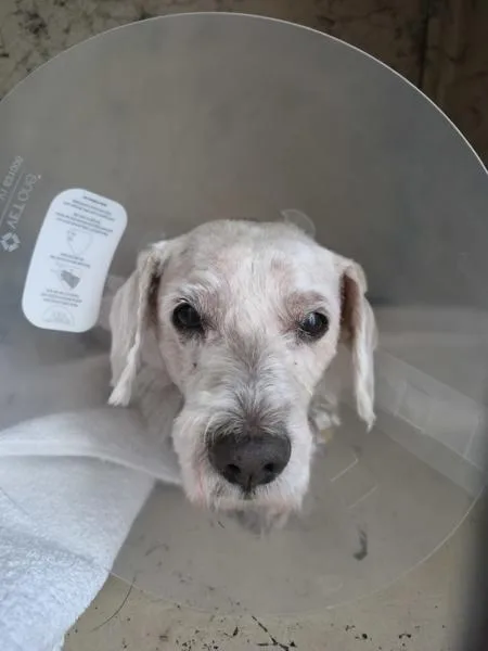 An adult small-sized male Poodle dog named Opaleen for adoption in San Diego, CA