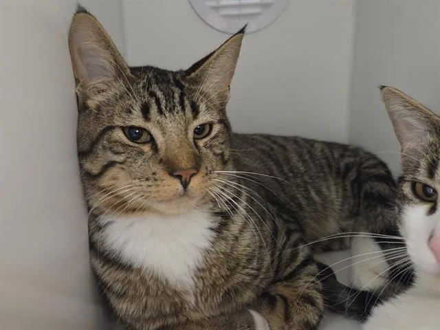 A young medium-sized male Domestic Short Hair cat named Jackie for adoption in Kent, WA