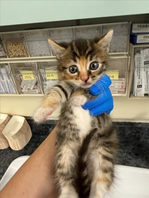 A baby small-sized female Domestic Short Hair cat named Thistle for adoption in Woodland, CA