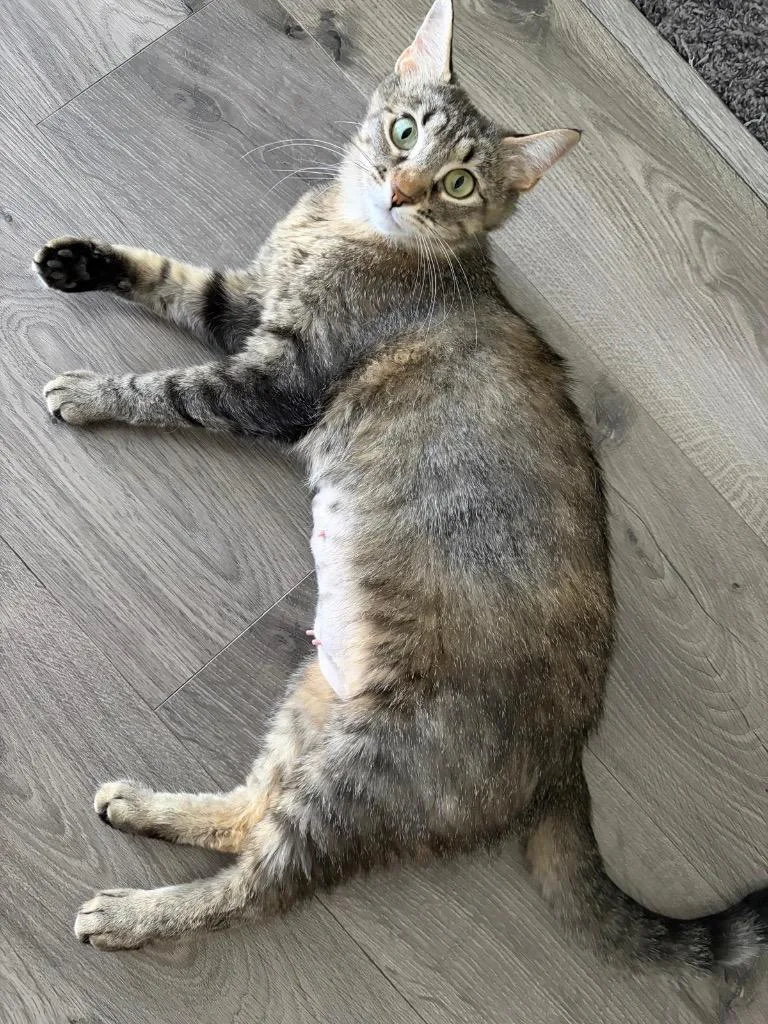 An adult small-sized female Domestic Medium Hair cat named Margo for adoption in Ogden, UT