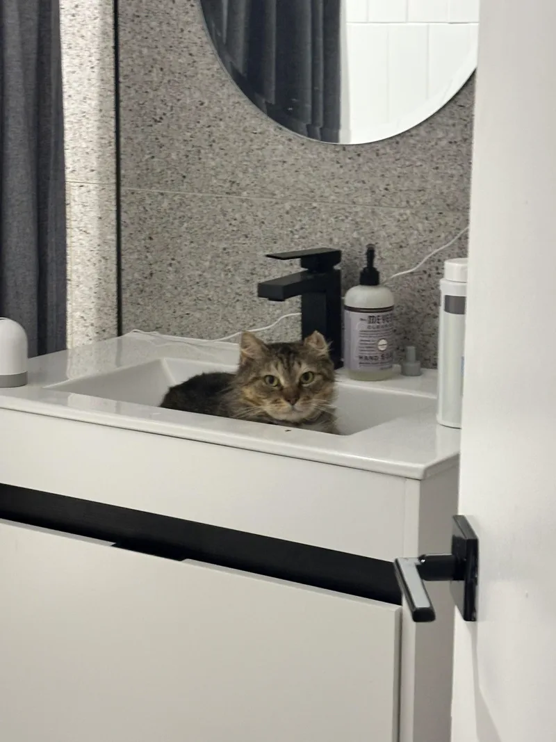 An adult medium-sized male Domestic Medium Hair cat named Rocco for adoption in brooklyn, NY