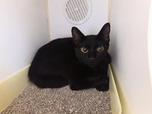 A young medium-sized female Domestic Short Hair cat named Minerva for adoption in Salinas, CA