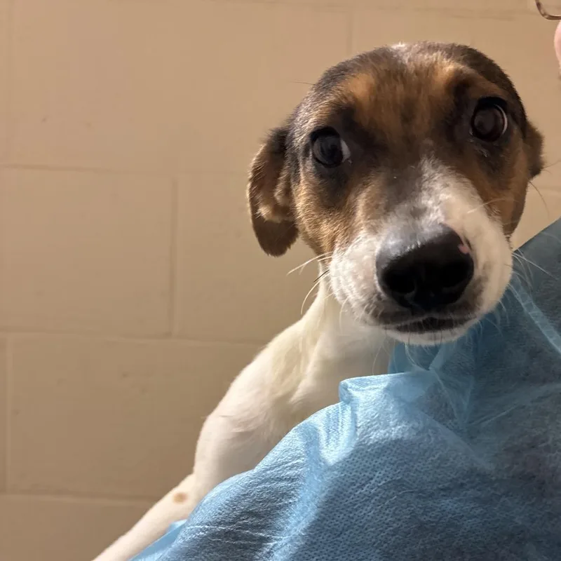 A young small-sized male Jack Russell Terrier dog named Devon for adoption in Reno, NV