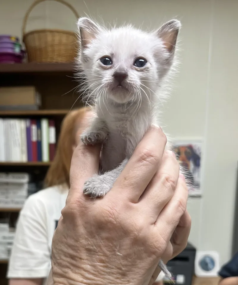 A baby small-sized male Blue Point Siamese cat named Yeti for adoption in Hillsboro, TX