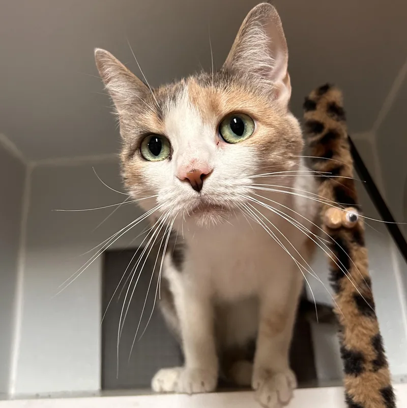 Cleo