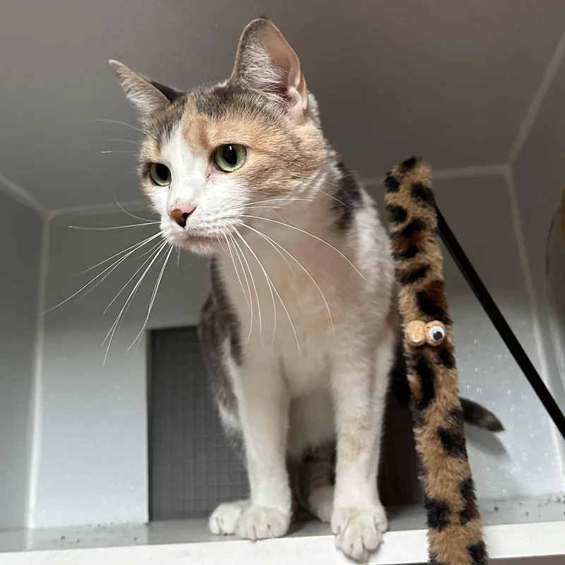 Cleo thumbnail 3