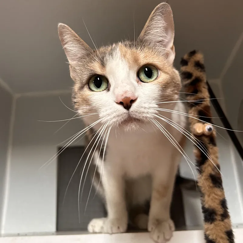 Cleo thumbnail 4