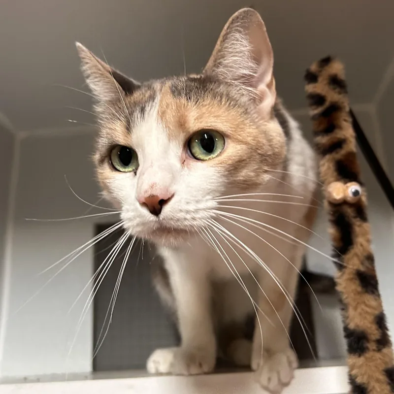 Cleo thumbnail 5