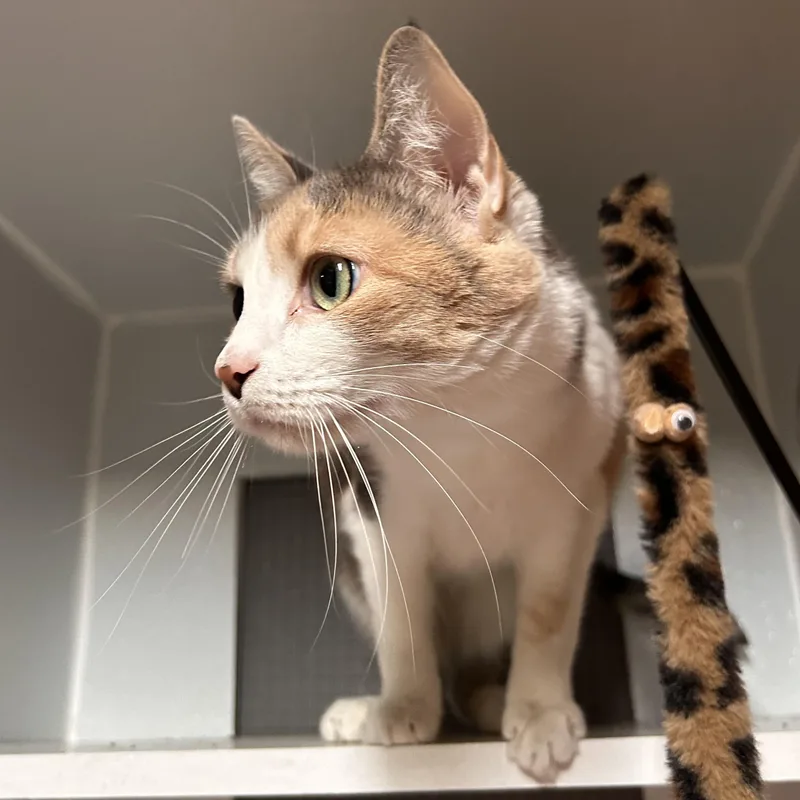 Cleo thumbnail 6