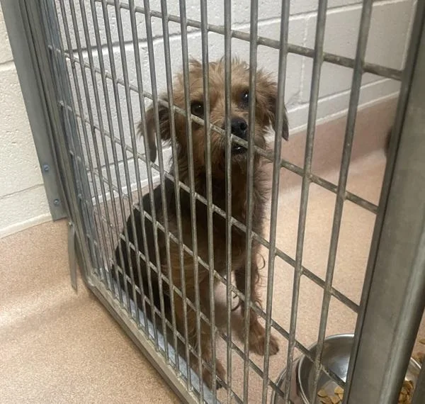 An adult small-sized female Yorkshire Terrier dog named Consuela for adoption in San Diego, CA