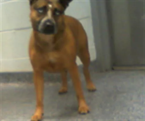 A young medium-sized female Australian Cattle Dog / Blue Heeler dog named A for adoption in Charlotte, NC