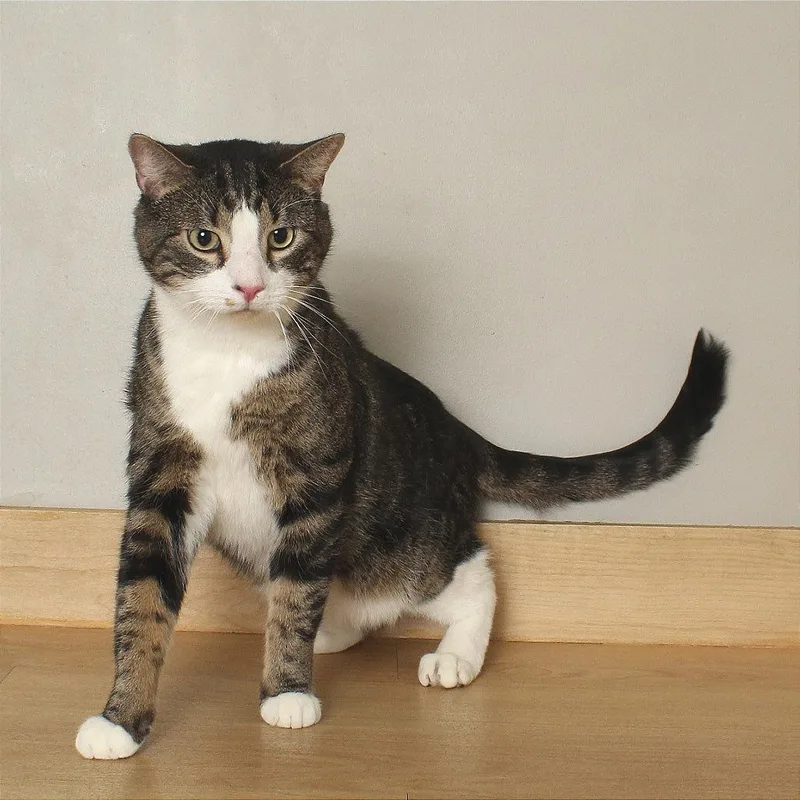 Stephen King C thumbnail 2