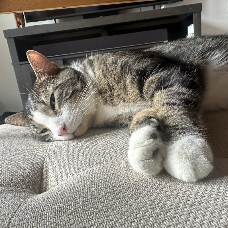 Stephen King C thumbnail 3