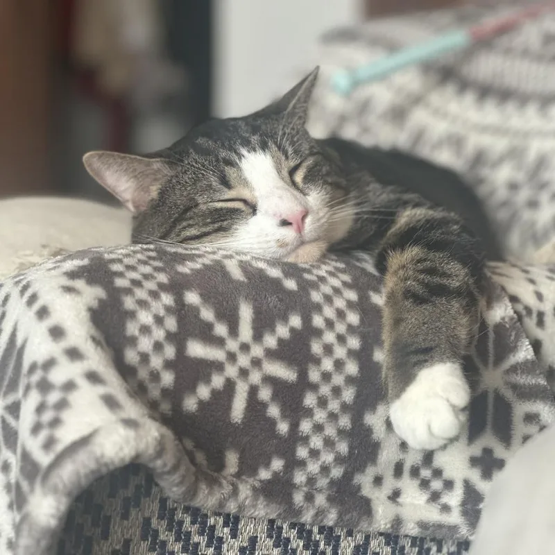 Stephen King C thumbnail 4