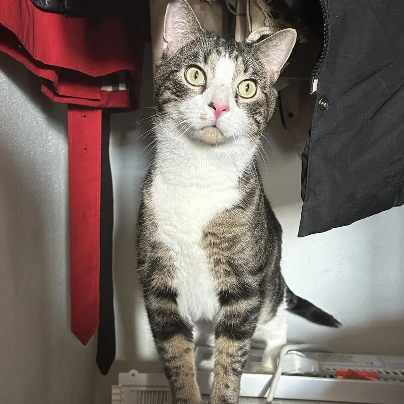 Stephen King C thumbnail 6