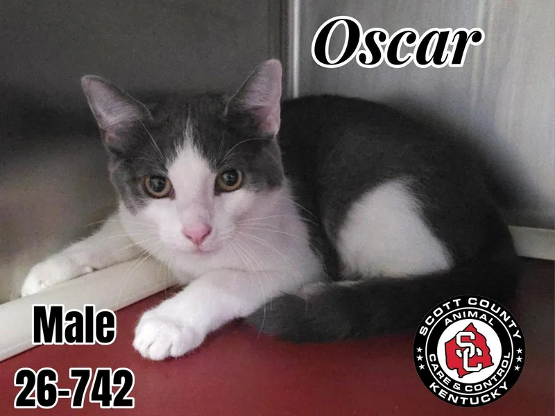 A young small-sized male Gray & White Domestic Short Hair cat named Oscar for adoption in Georgetown, KY