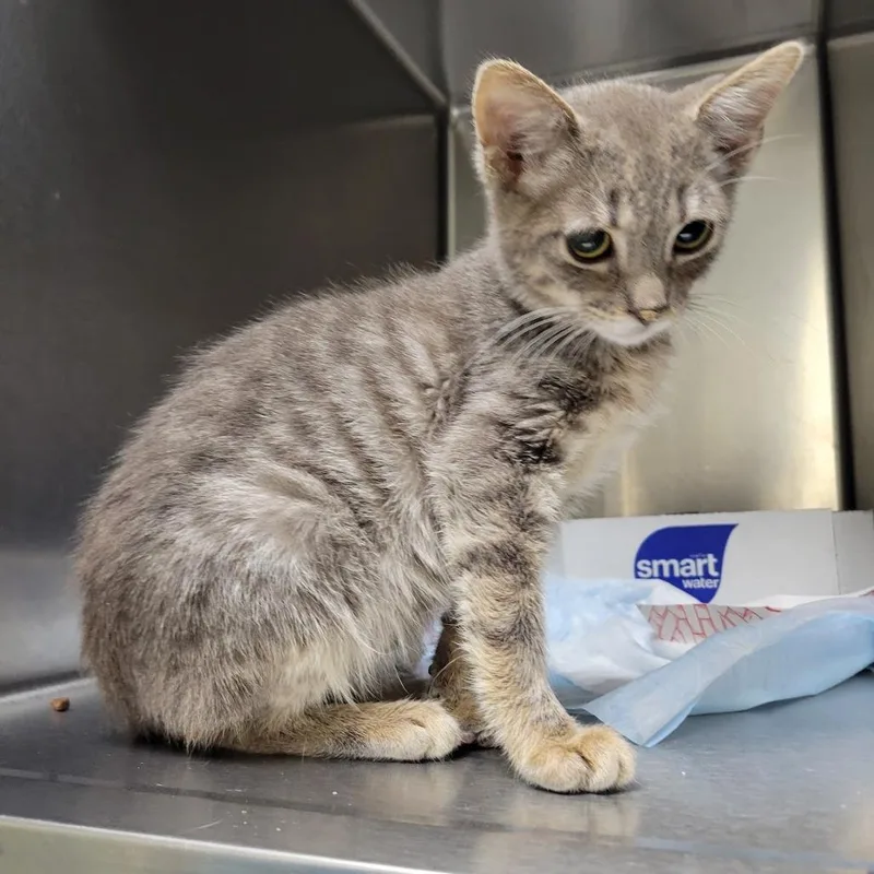 A baby small-sized male Gray / Blue / Silver Domestic Short Hair cat named Boo Diddly for adoption in Westminster, CA