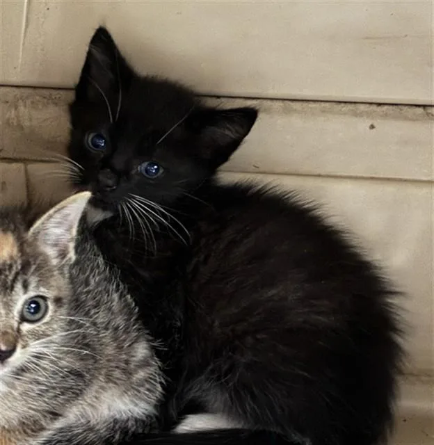 A baby small-sized female Domestic Short Hair cat named Kat for adoption in Fort Myers, FL