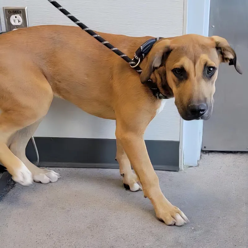 A baby medium-sized female Brown / Chocolate Mixed Breed dog named 109416 for adoption in Las Cruces, NM