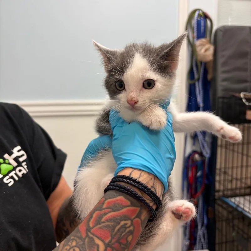 A baby small-sized male Gray / Blue / Silver Domestic Short Hair cat named Macadamia for adoption in Greensboro, GA