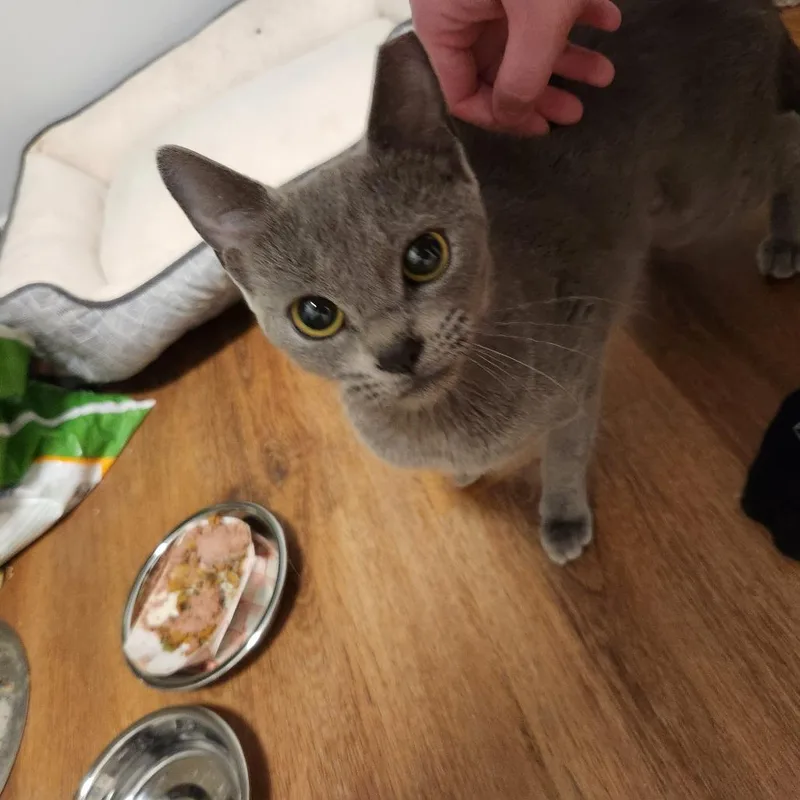 A baby small-sized female Gray / Blue / Silver Domestic Short Hair cat named Grayce for adoption in Abingdon, MD