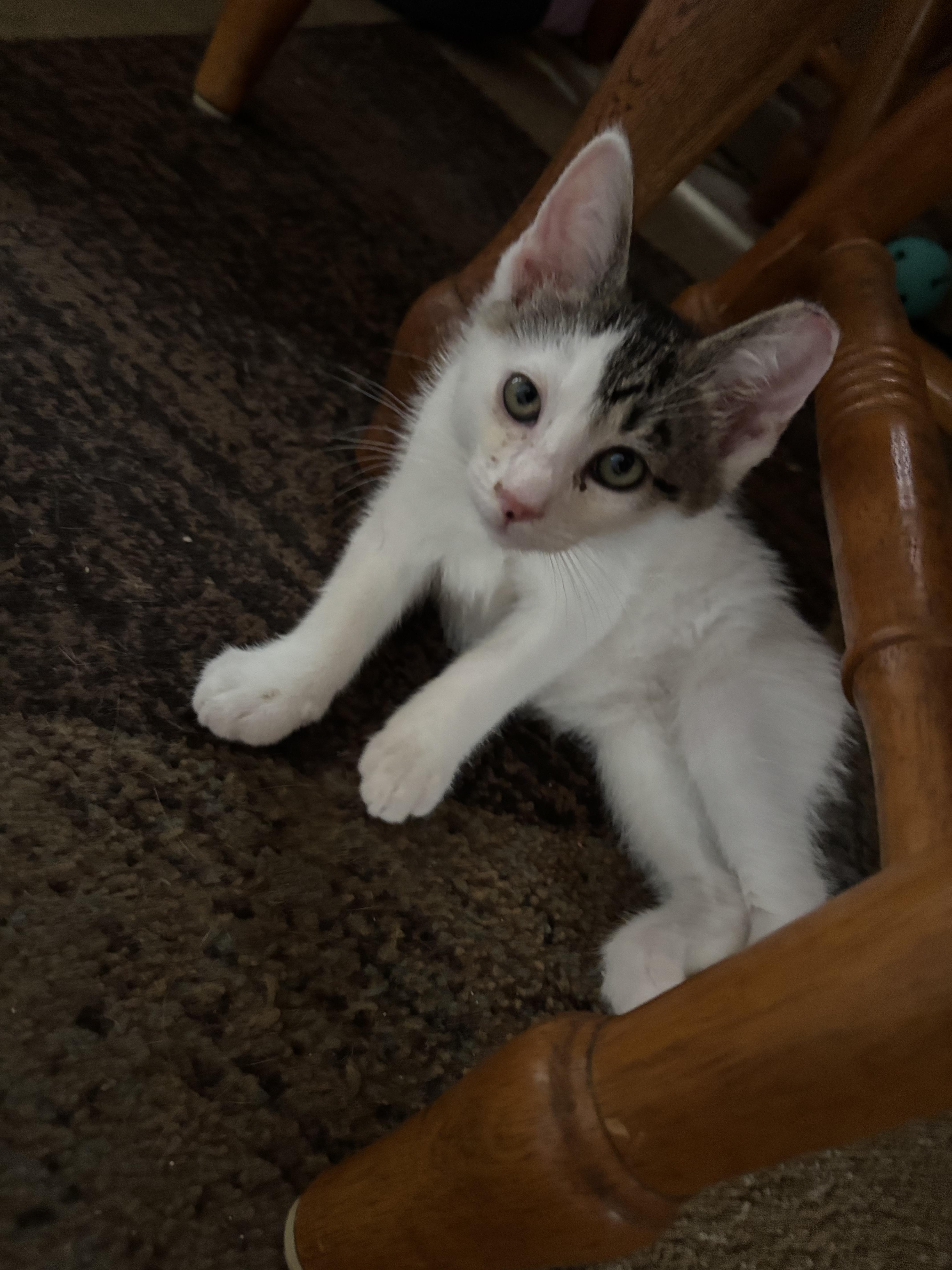 A baby medium-sized male Black & White / Tuxedo Tabby cat named Carson for adoption in Independence, OH