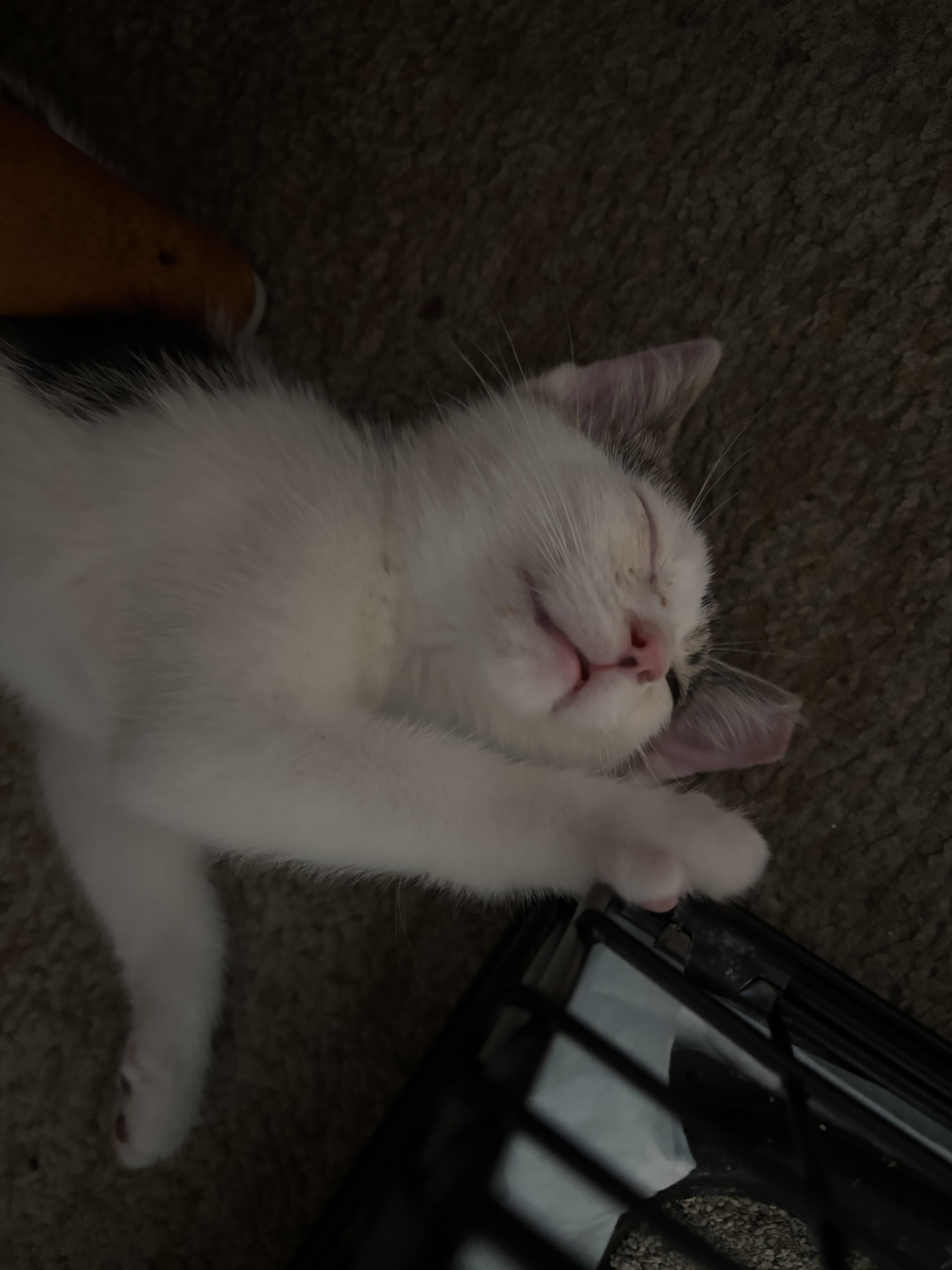 Carson thumbnail 3