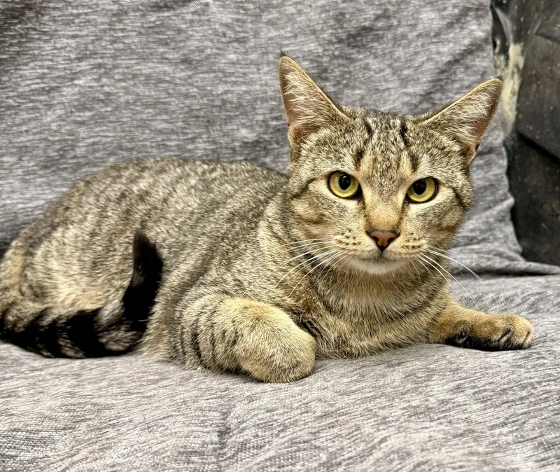A young small-sized female Gray / Blue / Silver Domestic Short Hair cat named Lucy the Cat for adoption in Bolivia, NC