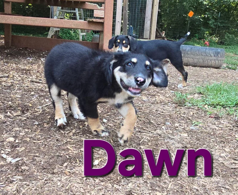 A baby medium-sized female Black Australian Shepherd dog named Dawn for adoption in Newfoundland, NJ
