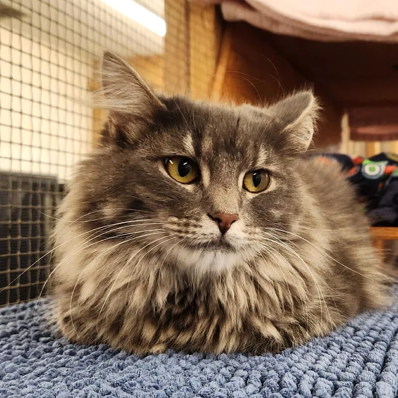 Fluffy