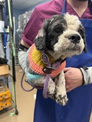 An adult small-sized male Mixed Breed dog named Starburst for adoption in Chamblee, GA