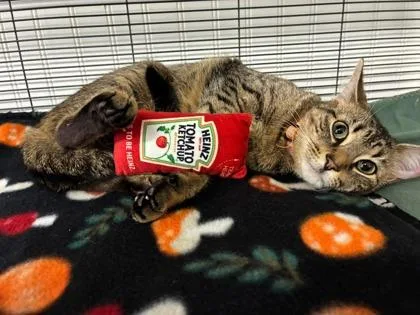 A baby medium-sized female Domestic Short Hair cat named Wendy for adoption in Bloomsburg, PA