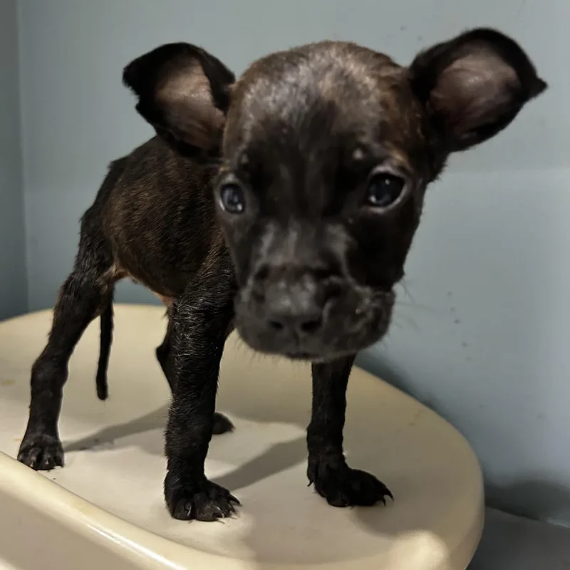 A baby small-sized male Black Mixed Breed dog named Flameo Hot Man for adoption in Chattanooga, TN