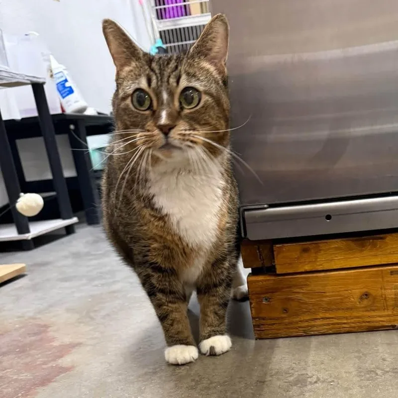 An adult medium-sized female Domestic Short Hair cat named Sadey for adoption in Chandler, AZ