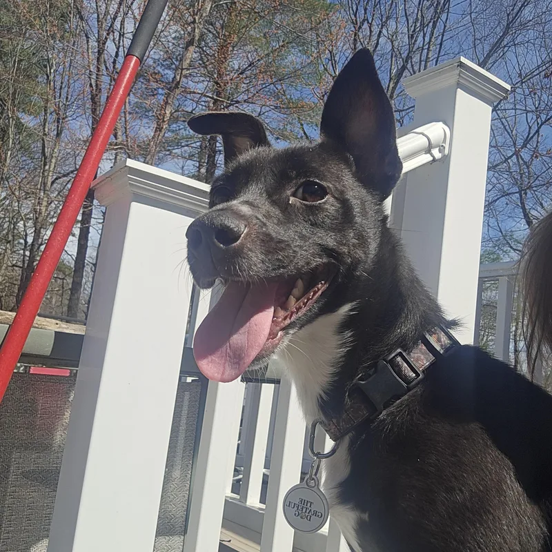 Dutchess