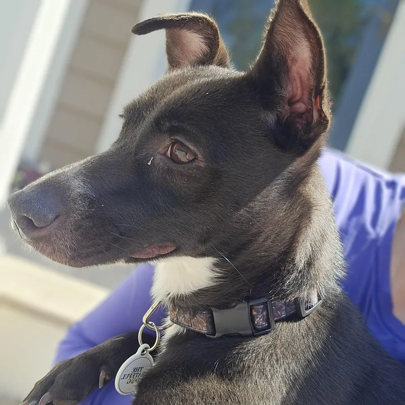 Dutchess thumbnail 3