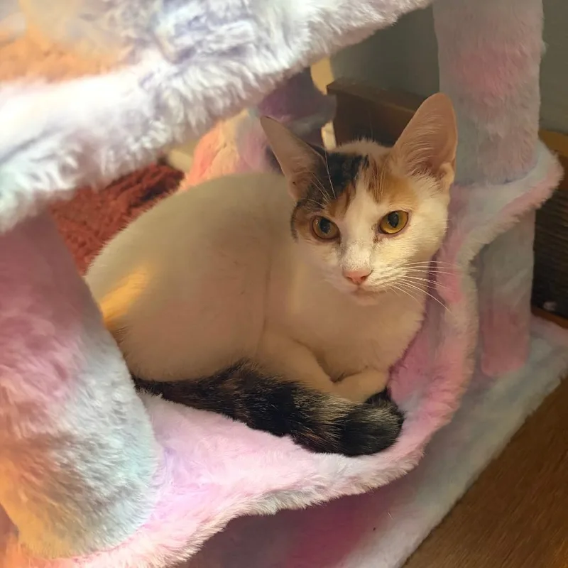 A young medium-sized female Calico Domestic Short Hair cat named Boots for adoption in Gibsonia, PA