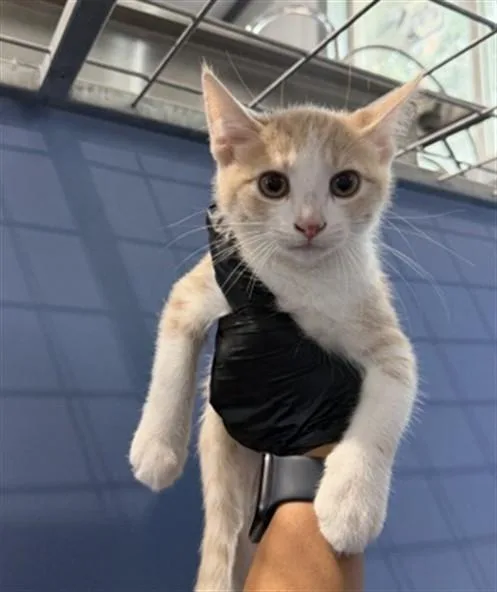 A baby small-sized female Domestic Short Hair cat named Miel for adoption in San Bernardino, CA