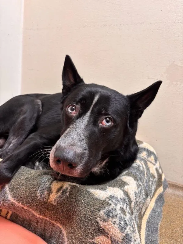 An adult large-sized male German Shepherd Dog dog named Blue for adoption in Vancouver, WA