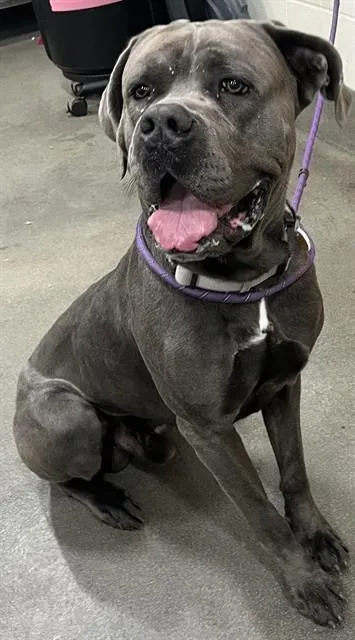 An adult extra large-sized male Cane Corso dog named Cash for adoption in Upper Marlboro, MD
